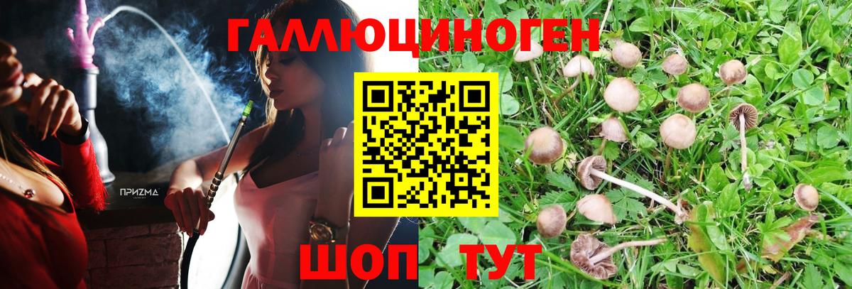 Псилоцибиновые грибы Cubensis Санкт-Петербург